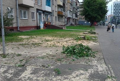 У дома № 2-а по улице Рогачевской неугомонные дровосеки спилили еще несколько деревьев